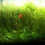 66 gallons planted tank (mostly live plants and fish) - 300 liter planted