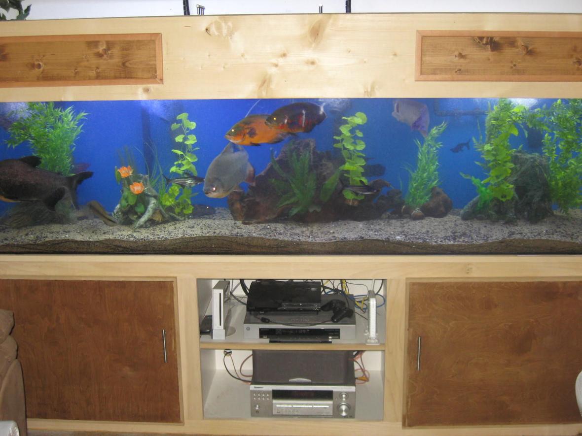 fish tank picture - This is an updated pic of my 240, I took out the river rock and put in sand, The reason I took out the river rock is because I couldn't clean the the rocks like I wanted to, and to give it more like a lake bottom look
