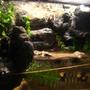 fish tank picture - Slightly angled shot looking at the waterfall. You can see a few boys climbing the crevices.