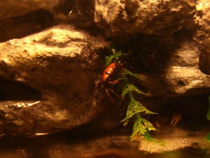 corals inverts - trapezia sp. - acropora crab stocking in 10 gallons tank - A female using the fake plant vine to lower herself in the water.