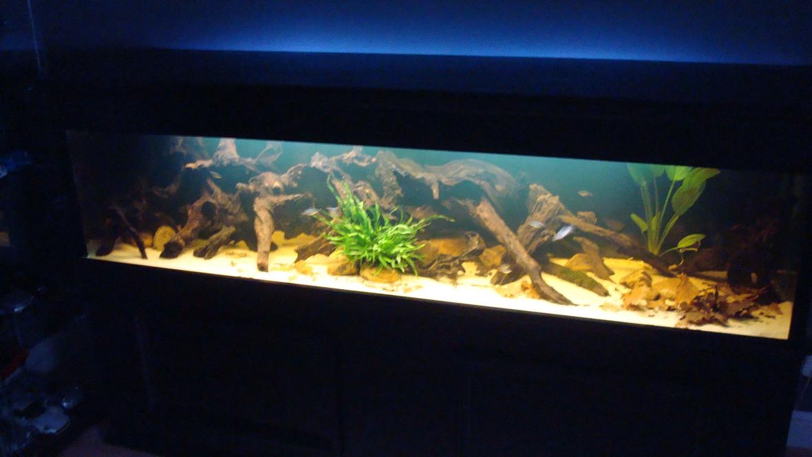 120 gallons planted tank (mostly live plants and fish) - 7 foot amazon black water biotope 84"x18"x18" bogwood river rock (natural colour) sand substrate java fern java moss amazon frogbit amazon sword oak leaves for leaf litter fish are breeding pair of convict cichlids 12 columbian tetra 8 emerald cory's 1m/2f green swordtails 2 nerite zebra snails