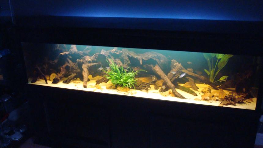 Rated #95: 120 Gallons Planted Tank - 7 foot amazon black water biotope 

84"x18"x18"

bogwood
river rock (natural colour)
sand substrate
java fern
java moss
amazon frogbit
amazon sword
oak leaves for leaf litter

fish are 

breeding pair of convict cichlids
12 columbian tetra
8 emerald cory's
1m/2f green swordtails

2 nerite zebra snails