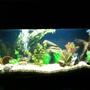 fish tank picture - 3 foot tank before i got all my new fish :D