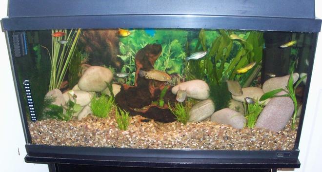 20 gallons freshwater fish tank (mostly fish and non-living decorations) - Tank 2
