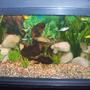 20 gallons freshwater fish tank (mostly fish and non-living decorations) - Tank 2