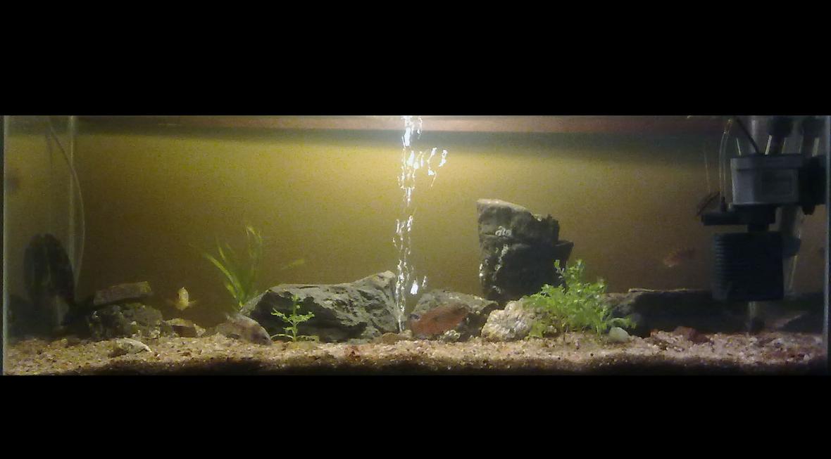 27 gallons planted tank (mostly live plants and fish) - My cichlid rock decoration.. Plants are access from my other tank, hygrophilla difformis and vallisneria spiralis planted in a cup.. tank dimensions 90X60X45 cm Fishes: 1 Jewel cichlid 1 Kenyi 1 Peacock 1 Salvini cichlid 1 Convictus cichlid 1 Powder blue ciclid 1 red zebra cichlid 1 common pleco Lights: 1 X 27 W CFL 2700K Internal Filtertration: 1000l/h powerhead Temp: 28ºC via submersible heater