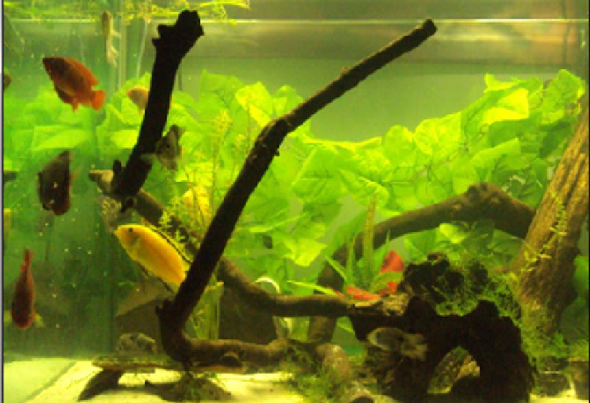 Rated #298: 75 Gallons Freshwater Fish Tank - my tank