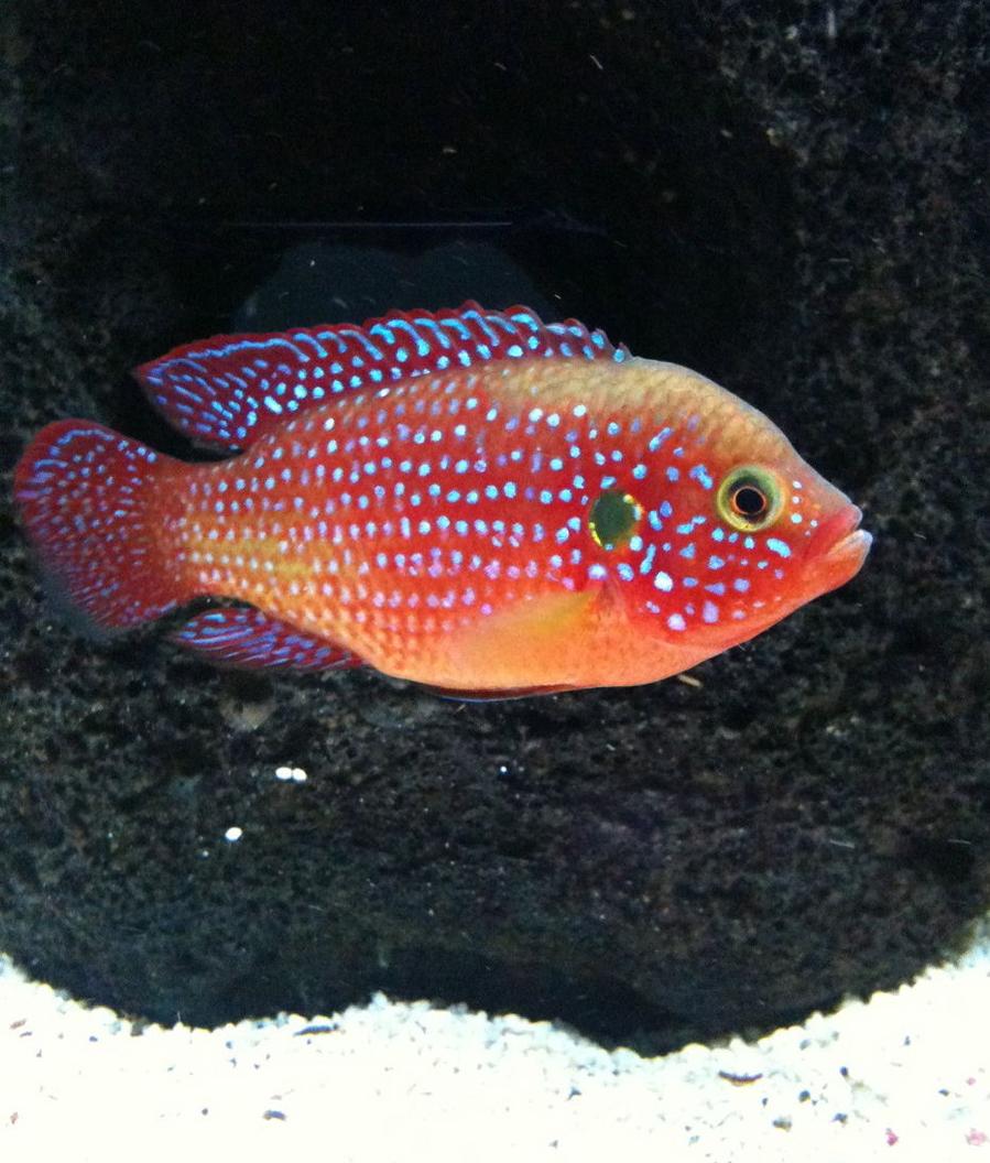 Rated #186: Freshwater Fish - Hemichromis Bimaculatus - Jewel Cichlid Stocking In 40 Gallons Tank - red jewel