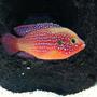 freshwater fish - hemichromis bimaculatus - jewel cichlid stocking in 40 gallons tank - red jewel