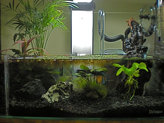 3 gallons planted tank (mostly live plants and fish) - 1337