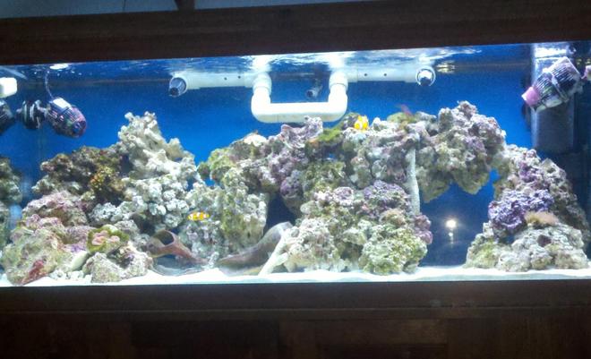 75 gallons reef tank (mostly live coral and fish) - sorta crappy fulltank shot using cellphone