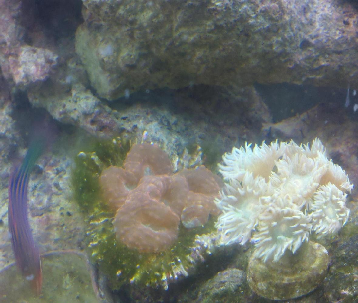 corals inverts - catalaphyllia jardinei - elegance coral stocking in 75 gallons tank - shot of my lobophyllia, elegance, six line wrasse in temp tank