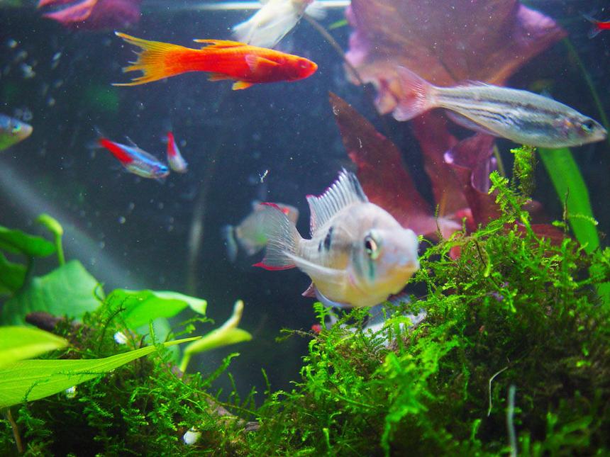 Rated #1170: Freshwater Fish - Microgeophagus Altispinosa - Bolivian Ram Stocking In 540 Gallons Tank - my aquarium