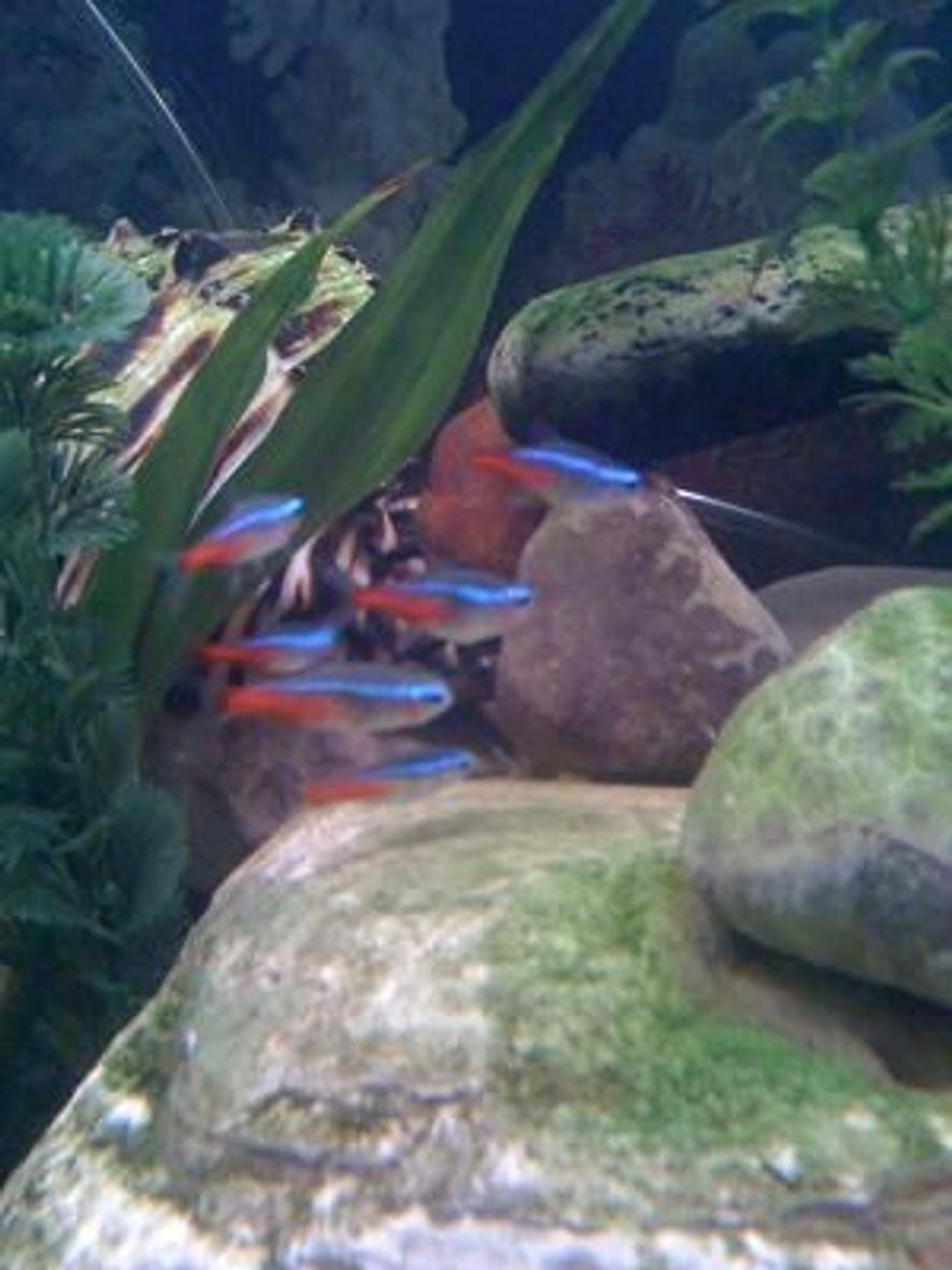 Rated #129: Freshwater Fish - Paracheirodon Innesi - Neon Tetra Jumbo Stocking In 46 Gallons Tank - Neon Tetras!