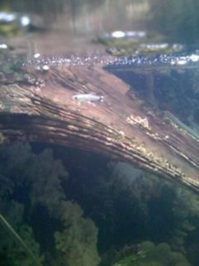 freshwater fish - aphyocharax paraguayensis - panda tetra stocking in 46 gallons tank - Panda Tetra!