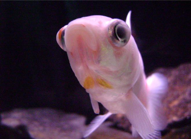 freshwater fish - carassius auratus - comet goldfish stocking in 10 gallons tank - Comet Goldfish