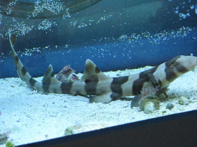 saltwater fish - chiloscyllium punctatum - cat shark, black banded stocking in 150 gallons tank - bamboo shark