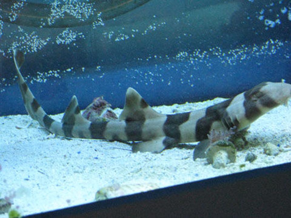 saltwater fish - chiloscyllium punctatum - cat shark, black banded stocking in 150 gallons tank - bamboo shark