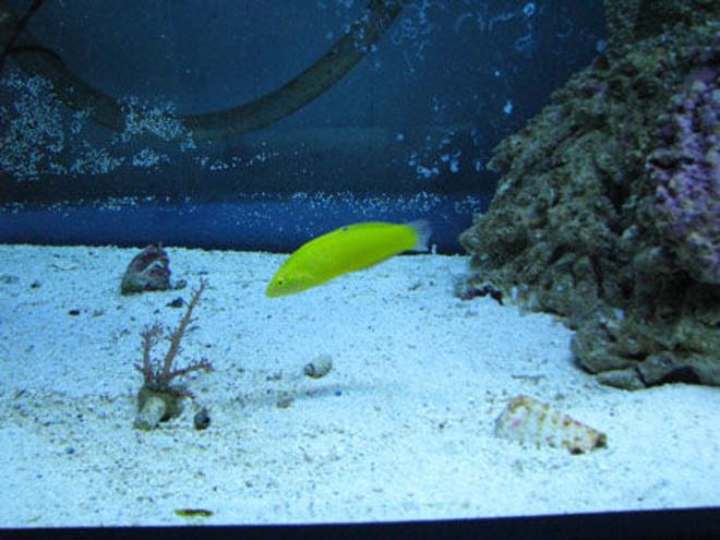 saltwater fish - halichoeres chrysus - yellow wrasse stocking in 150 gallons tank - canary