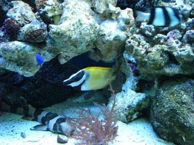 saltwater fish - siganus vulpinus - foxface lo stocking in 150 gallons tank - foxface lo