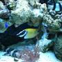 saltwater fish - siganus vulpinus - foxface lo stocking in 150 gallons tank - foxface lo