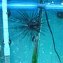 corals inverts - diadema setosum - longspine urchin, black stocking in 150 gallons tank - urchin