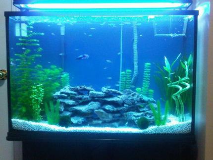 45 gallons planted tank (mostly live plants and fish) - Tank size: 36x12x23
36
