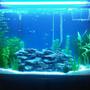 45 gallons planted tank (mostly live plants and fish) - Tank size: 36x12x23 36" T5 lighting with black fixture. (blue and white florescent bulb) Fluval 304 Filter, Stealth Pro Submersible Heater, LED air wand, Live plants and rocks