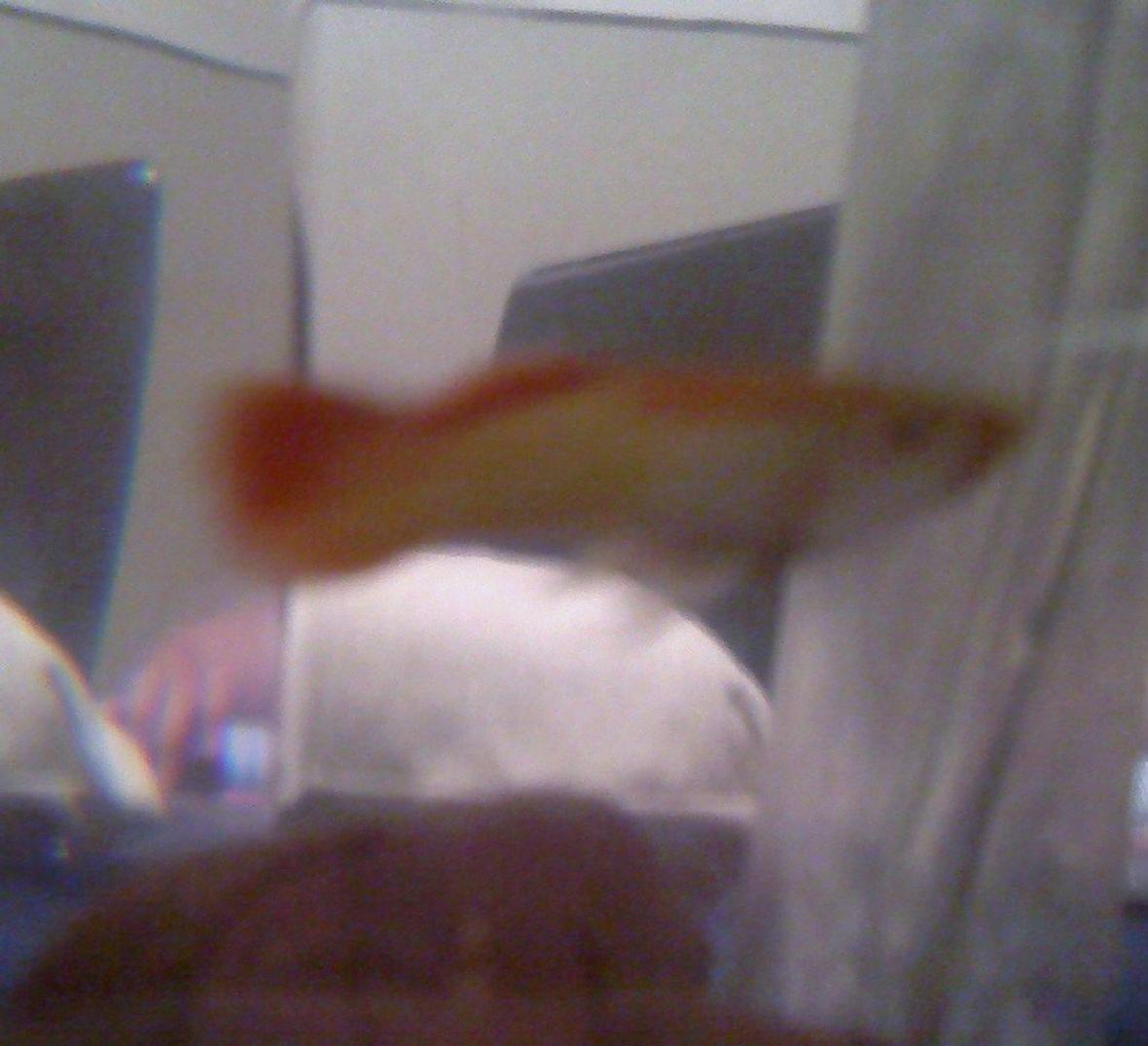 freshwater fish - xiphophorus maculatus - platy stocking in 3 gallons tank - Nobama I think she is prego Plz Help!