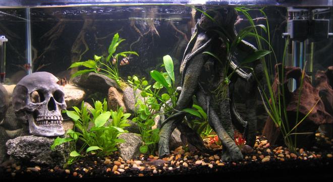 29 gallons planted tank (mostly live plants and fish) - 29 Gal. Community Tank. 

Tiger Barbs (6),(2) Yo Yo Loachs, (1) Kuhli Loach and (8) Anubis plants. 

I have 3 other tanks!!!!Some unusual!!!!!! Check them out!!!!!!