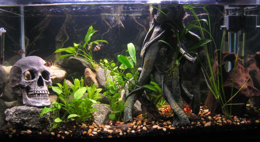 Rated #147: 29 Gallons Planted Tank - 29 Gal. Community Tank. 

Tiger Barbs (6),(2) Yo Yo Loachs, (1) Kuhli Loach and (8) Anubis plants. 

I have 3 other tanks!!!!Some unusual!!!!!! Check them out!!!!!!