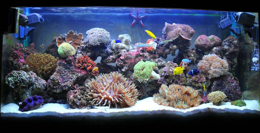 Rated #4: 100 Gallons Reef Tank - Less Than 3 Months Old , Still Needs alot of Work and Time For it to Mature ...