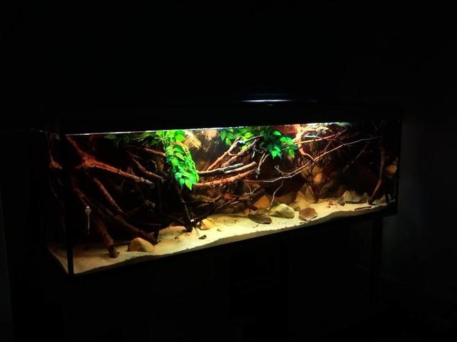 182 gallons planted tank (mostly live plants and fish) - Amazon Biotope