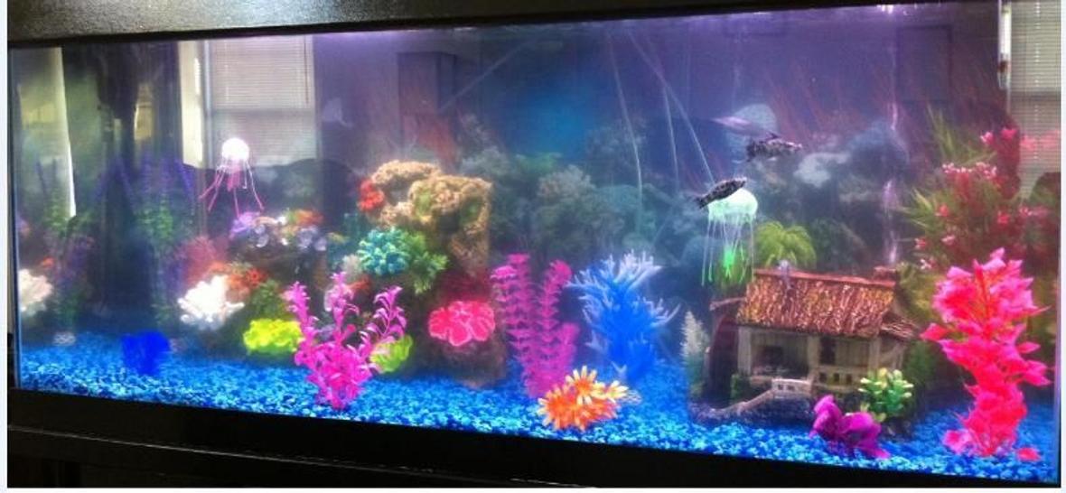 75 gallons freshwater fish tank (mostly fish and non-living decorations) - My new 75 gal. freshwater tank still in cycling phase.