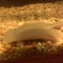 saltwater fish - urobatis halleri - round stingray stocking in 150 gallons tank - stingray....