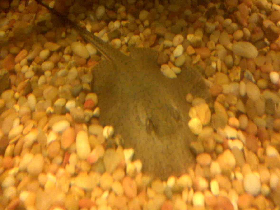 saltwater fish - urobatis halleri - round stingray stocking in 150 gallons tank - stingray....