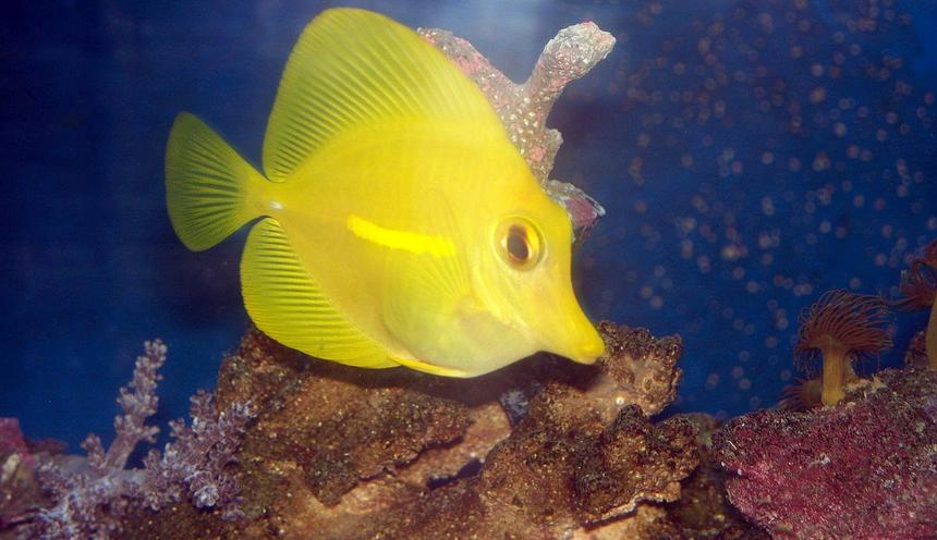Rated #30: Saltwater Fish - Zebrasoma Flavescens - Yellow Tang - Hawaii Stocking In 55 Gallons Tank - HW Yellow Tang