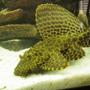 freshwater fish - glyptoperichthys gibbiceps - sailfin pleco (l-83) stocking in 46 gallons tank - My pleco - growing like crazy!! Please leave comments about my Pleco
