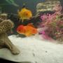 freshwater fish - carassius auratus - oranda goldfish stocking in 46 gallons tank - My Orandas Michael & Flounder Please leave a comment
