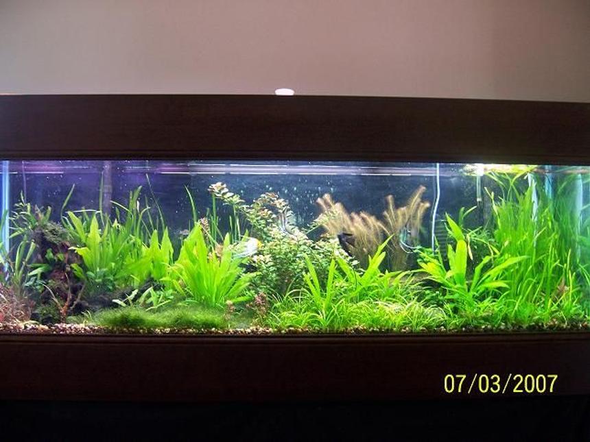 Rated #21: 125 Gallons Planted Tank - This is a three year old pic of my tank. I figured I'd throw it up here and see what you all think.... It's different now but... The angels used to breed all the time...