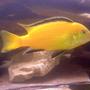freshwater fish - labidochromis caeruleus - electric yellow cichlid stocking in 55 gallons tank - Peanut our yellow lab!