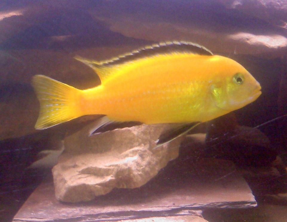 freshwater fish - labidochromis caeruleus - electric yellow cichlid stocking in 55 gallons tank - Peanut our yellow lab!