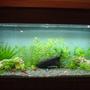 20 gallons planted tank (mostly live plants and fish) - My planted tank new setup, just 10 days old