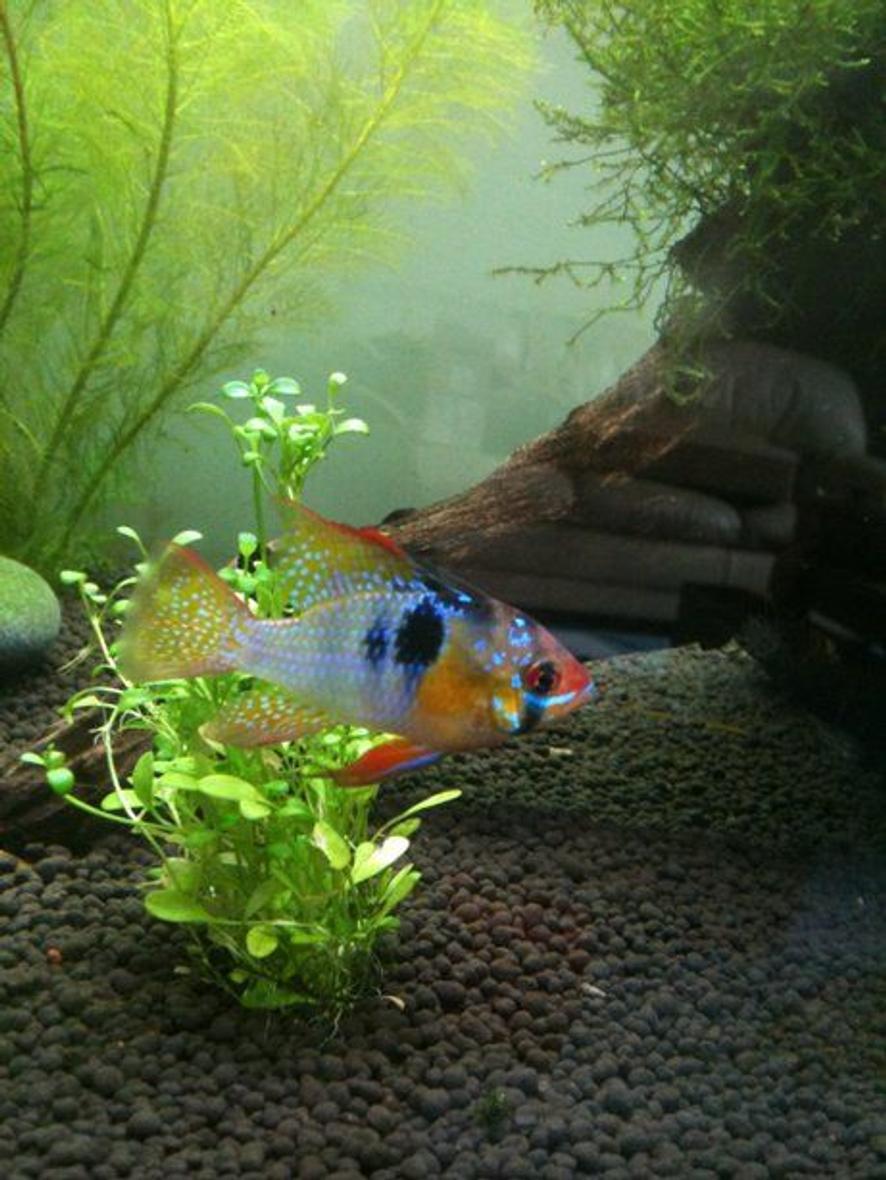 freshwater fish - papiliochromis ramirezi - german blue ram stocking in 40 gallons tank - My Ram!