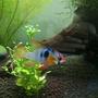 freshwater fish - papiliochromis ramirezi - german blue ram stocking in 40 gallons tank - My Ram!