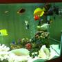 fish tank picture - will somebody feed us