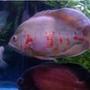 freshwater fish - astronotus ocellatus - albino oscar stocking in 120 gallons tank - my oscars