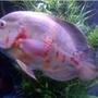 freshwater fish - astronotus ocellatus - albino oscar stocking in 120 gallons tank - albino white oscar