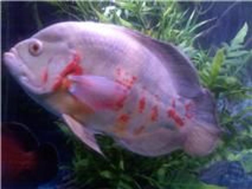 Rated #1131: Freshwater Fish - Astronotus Ocellatus - Albino Oscar Stocking In 120 Gallons Tank - my albino tiger oscar 12 inches