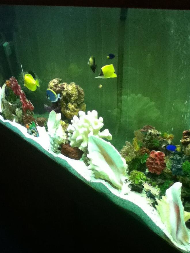150 gallons saltwater fish tank (mostly fish, little/no live coral) - go fish!